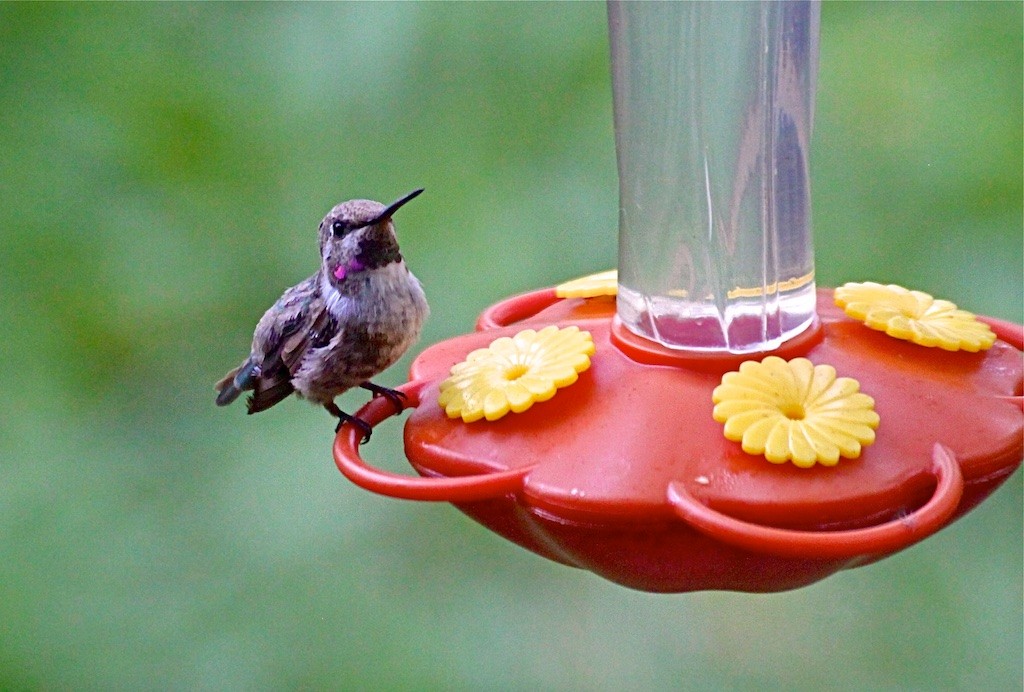 Costa's Hummingbird - ML107644301