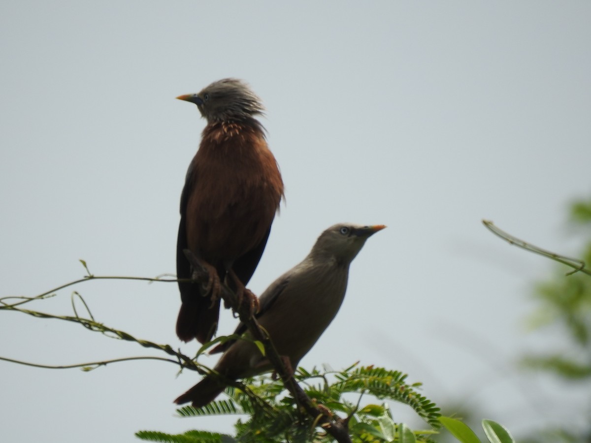 Chestnut-tailed Starling - Gargi Roy chowdhury