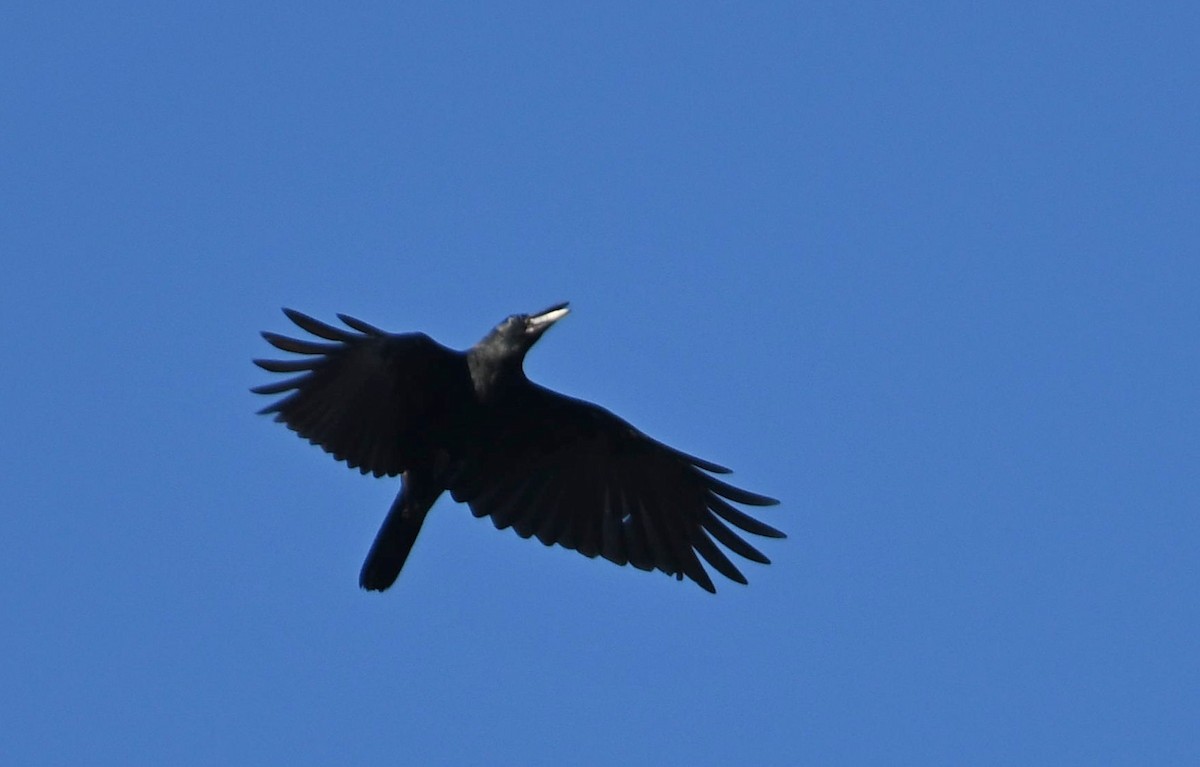 Large-billed Crow - Rick Jacobsen