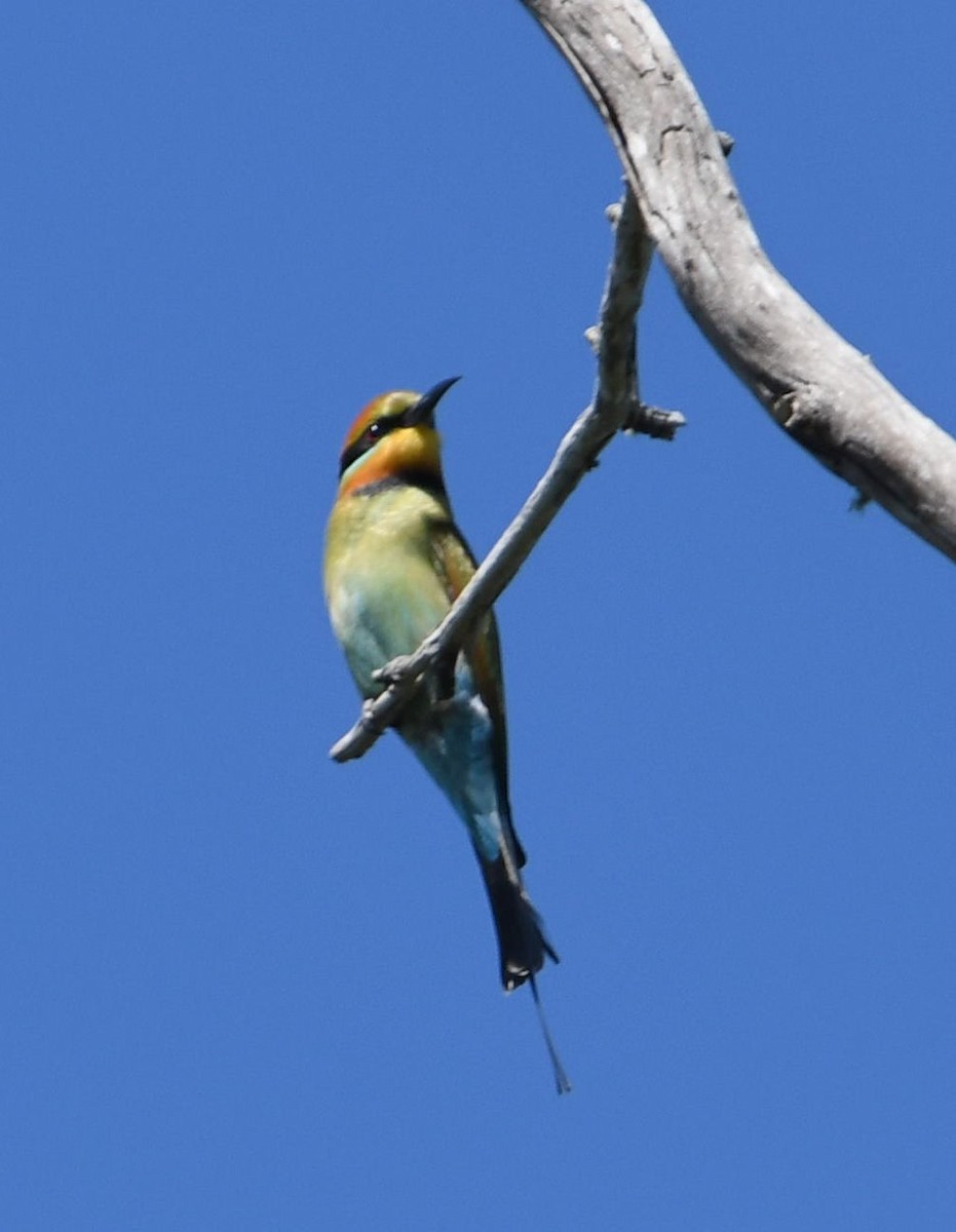 Rainbow Bee-eater - Rick Jacobsen