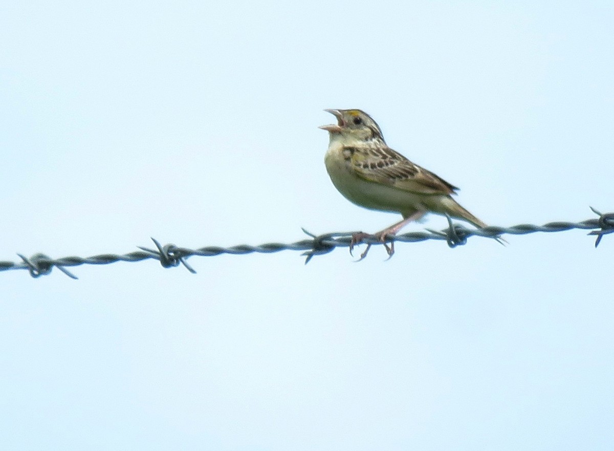Grasshopper Sparrow - Davida Kalina