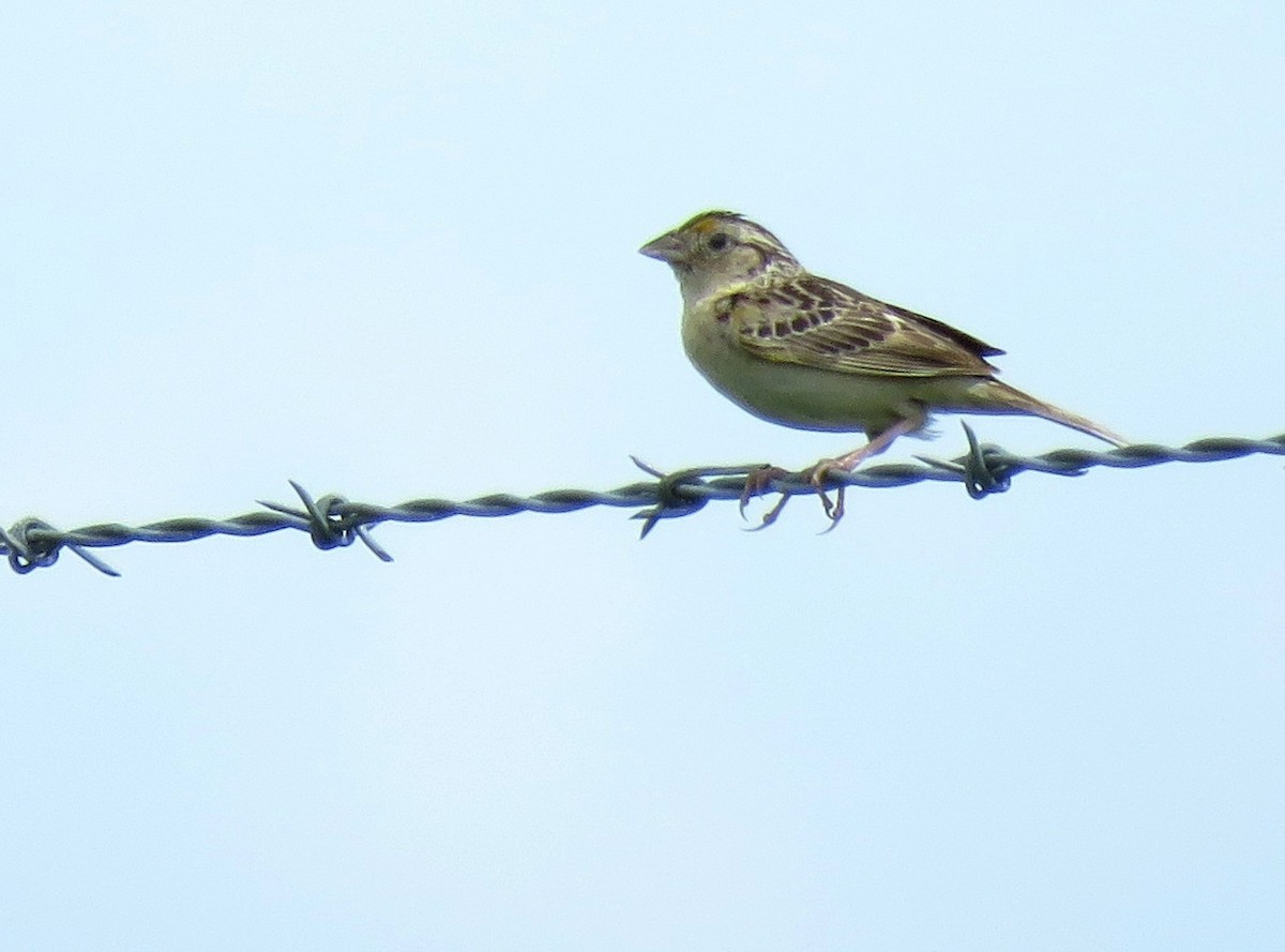 Grasshopper Sparrow - Davida Kalina