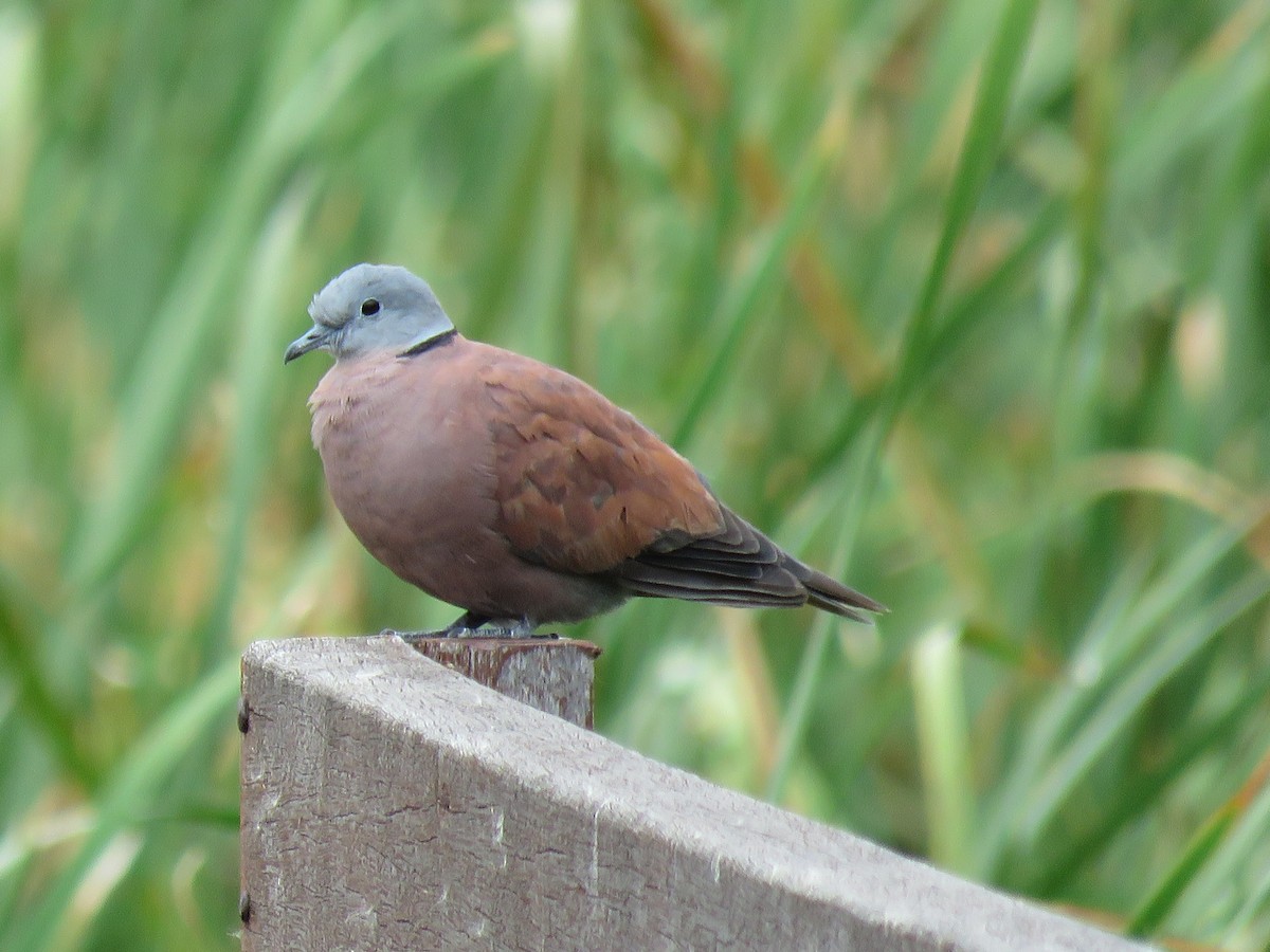 Red Collared-Dove - ML107646561
