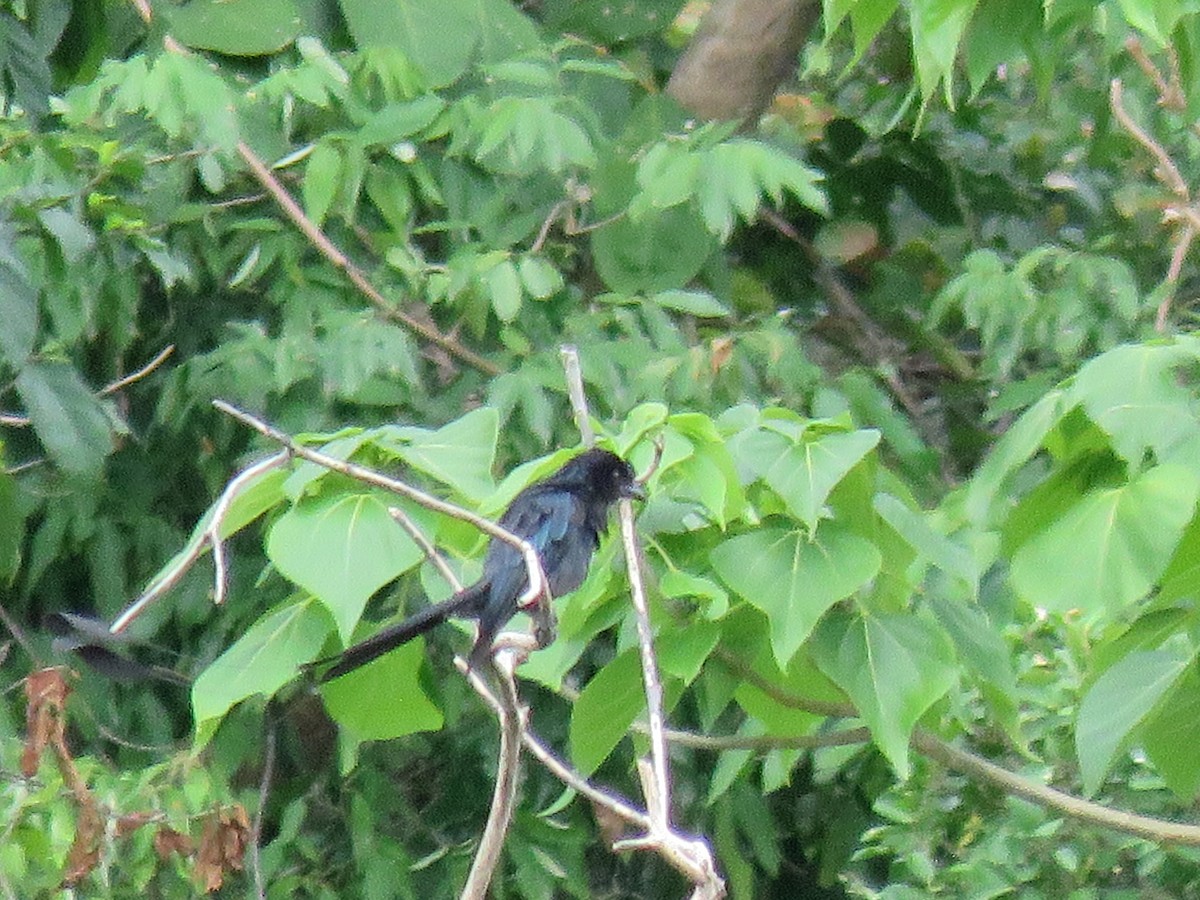 Greater Racket-tailed Drongo - ML107646661