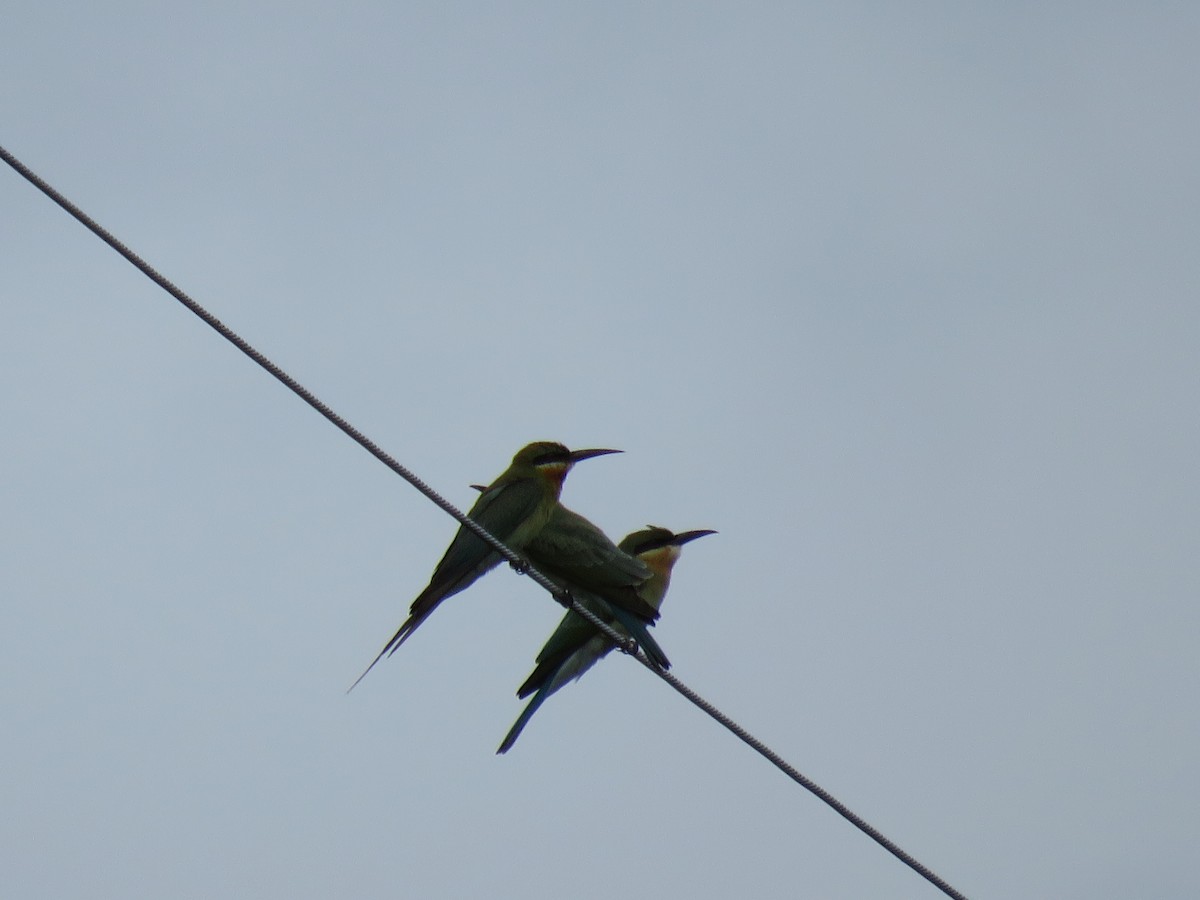 Blue-tailed Bee-eater - ML107646781