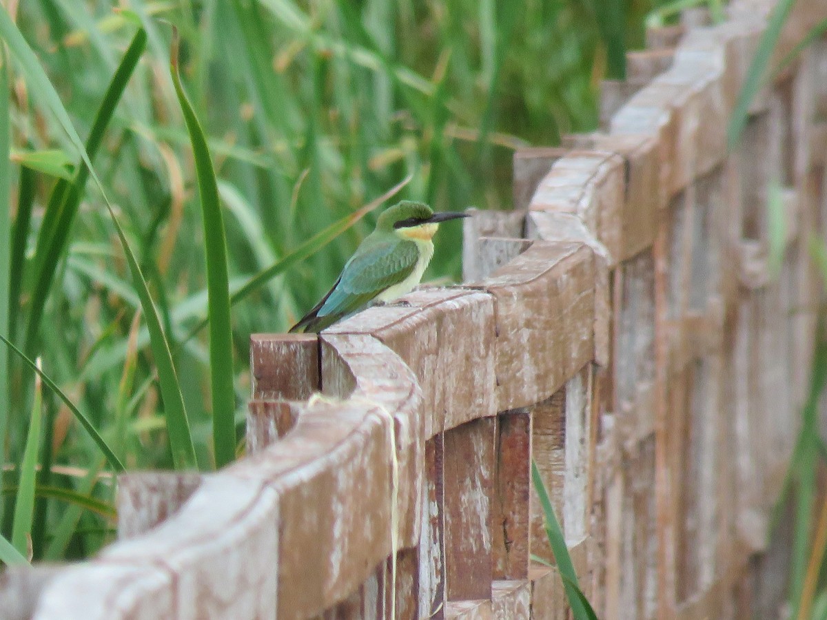 Blue-tailed Bee-eater - ML107646791