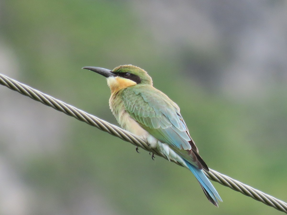 Blue-tailed Bee-eater - ML107646801