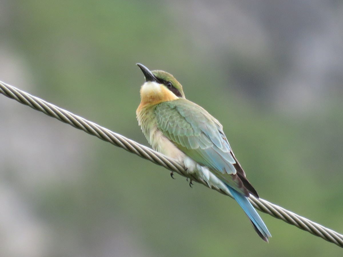Blue-tailed Bee-eater - ML107646811