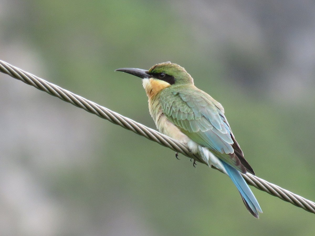 Blue-tailed Bee-eater - ML107646821