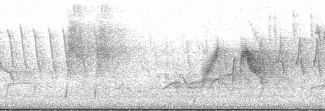 bånddue (fasciata gr.) - ML107647