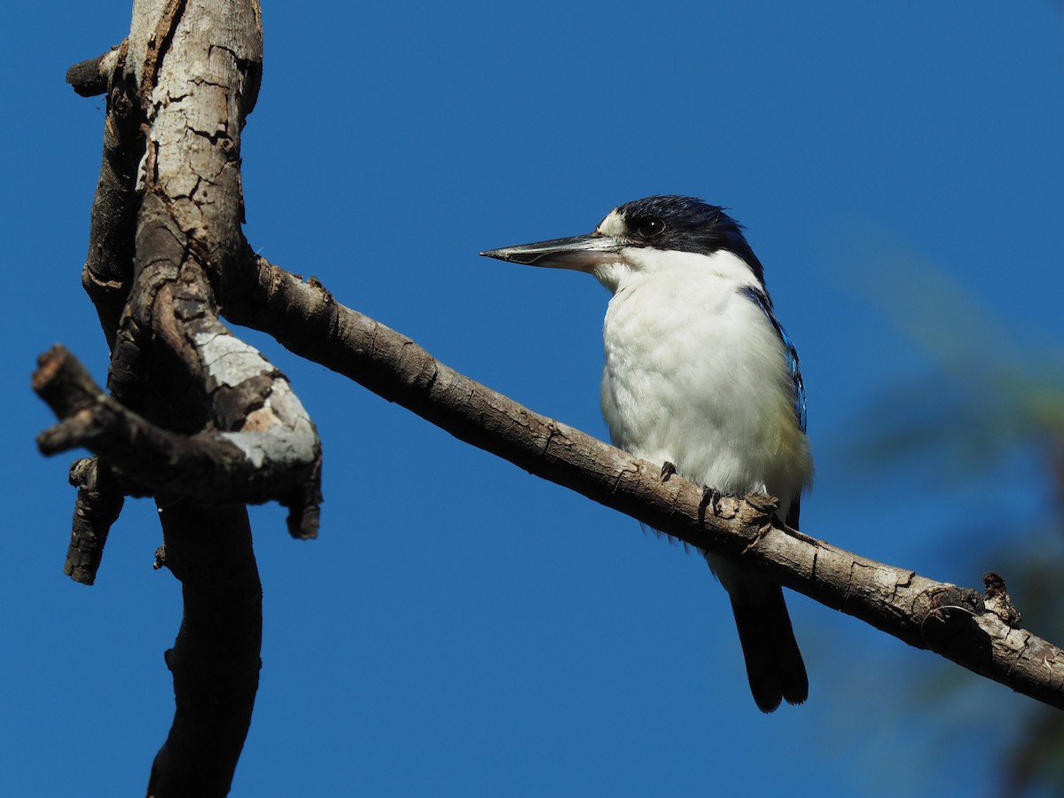 Forest Kingfisher - Len and Chris Ezzy