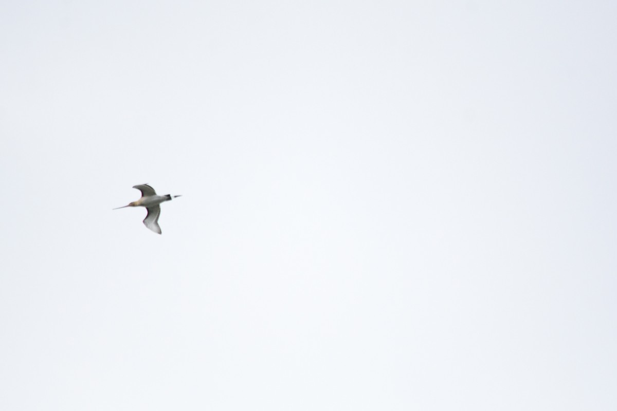 Black-tailed Godwit - Daniel Meeker