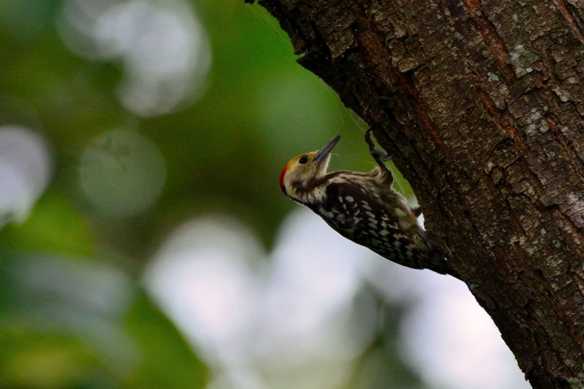 Yellow-crowned Woodpecker - ML107653481