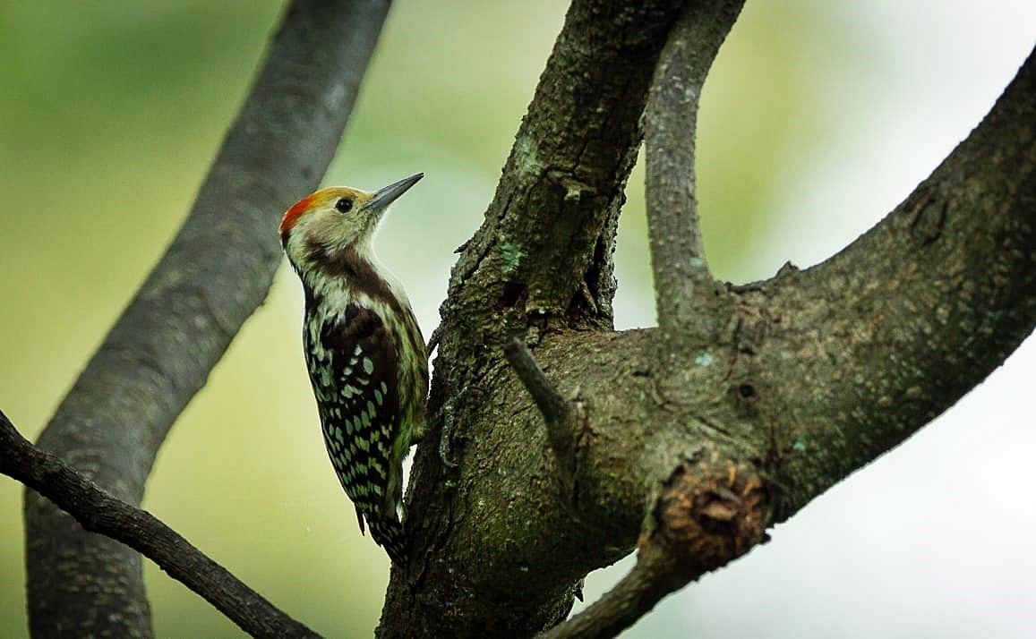 Yellow-crowned Woodpecker - Coimbatore Nature Society