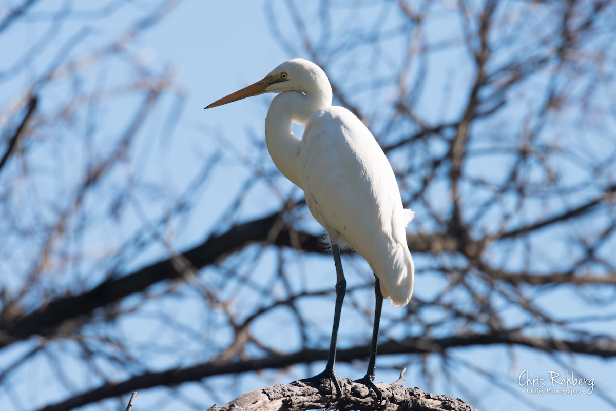 Great Egret - Chris Rehberg  | Sydney Birding