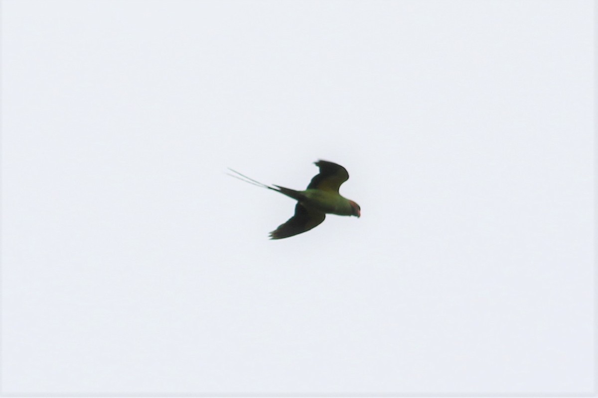Long-tailed Parakeet - ML107657011
