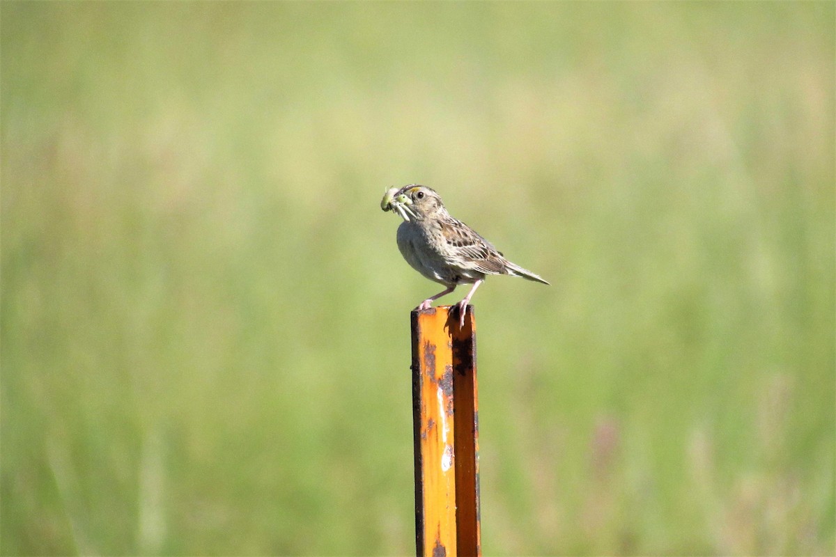 Grasshopper Sparrow - TWS CWB