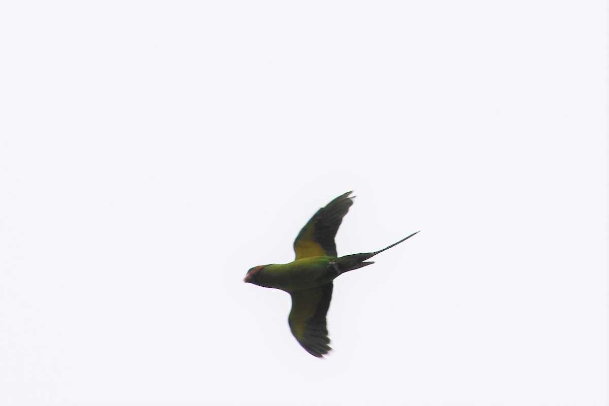 Long-tailed Parakeet - ML107658651