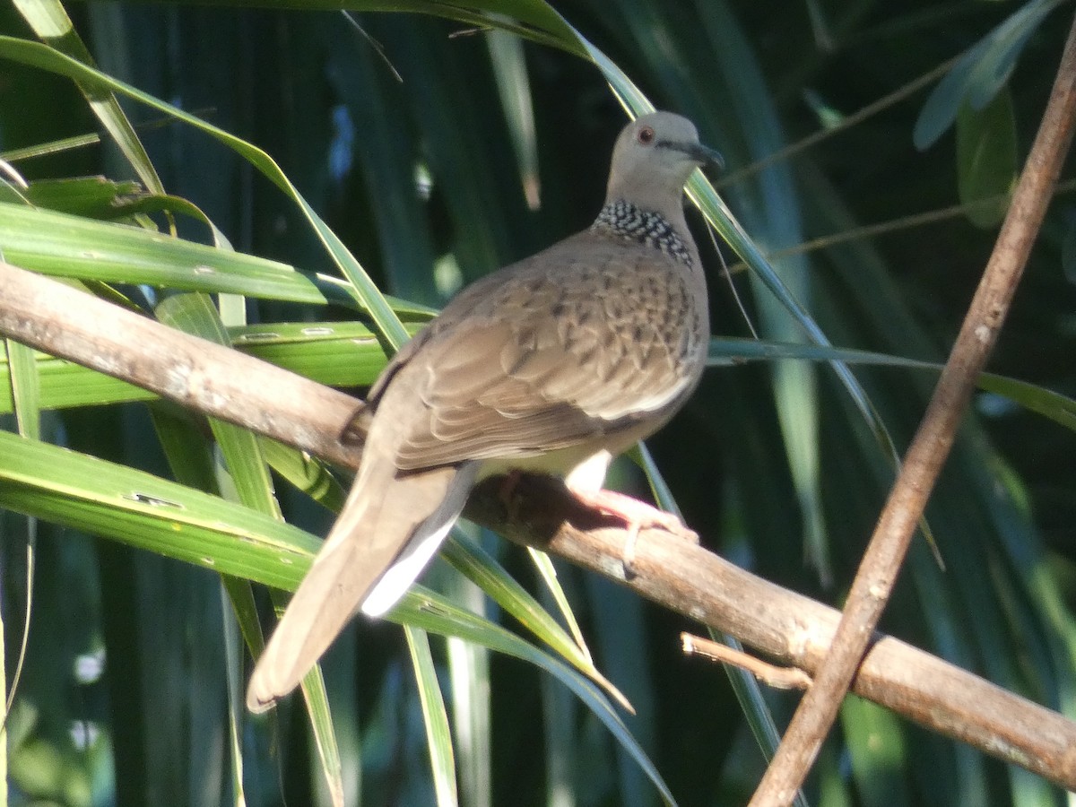 Spotted Dove - ML107658671