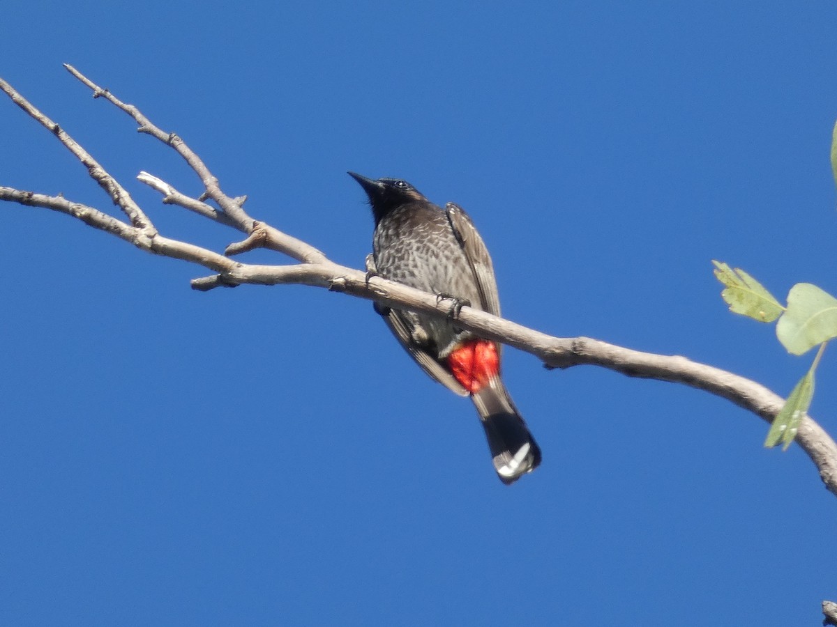 Red-vented Bulbul - ML107660351