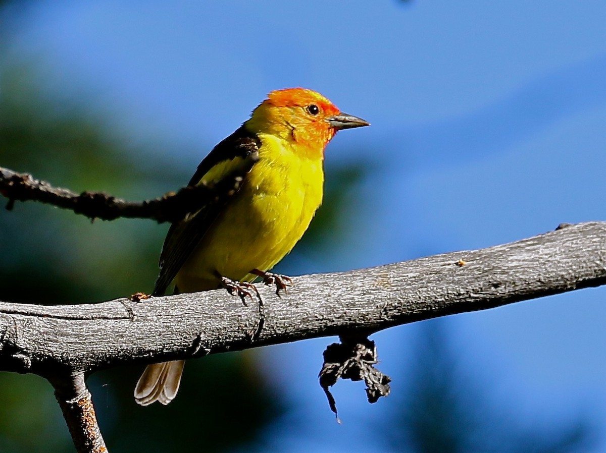 Western Tanager - ML107660751