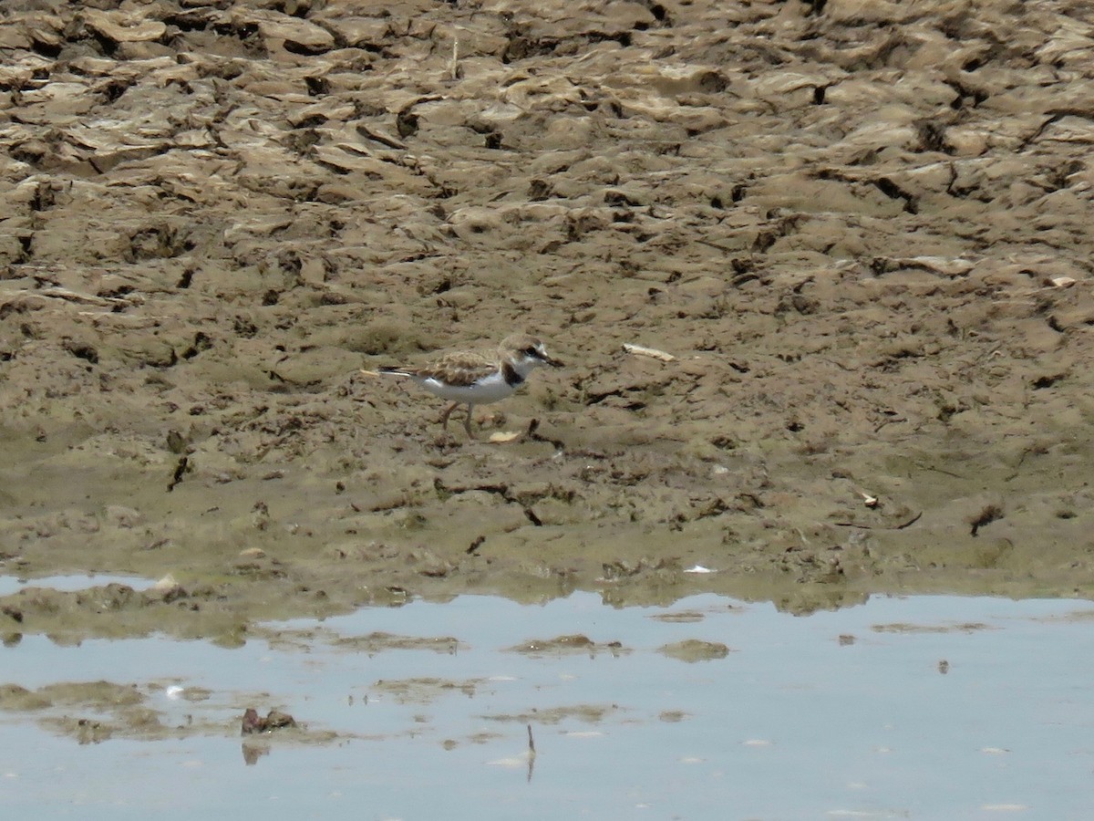 Collared Plover - ML107661071