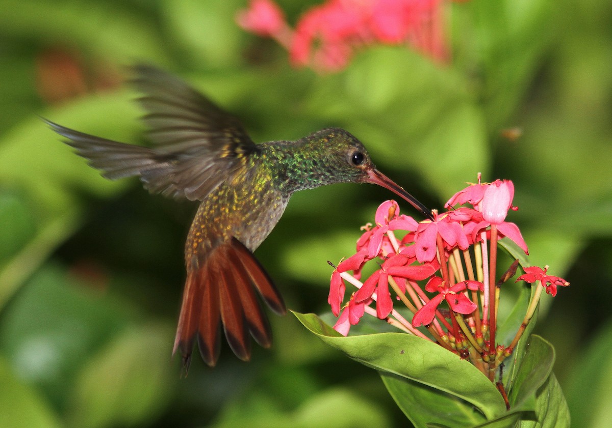 Rufous-tailed Hummingbird - Guy Poisson