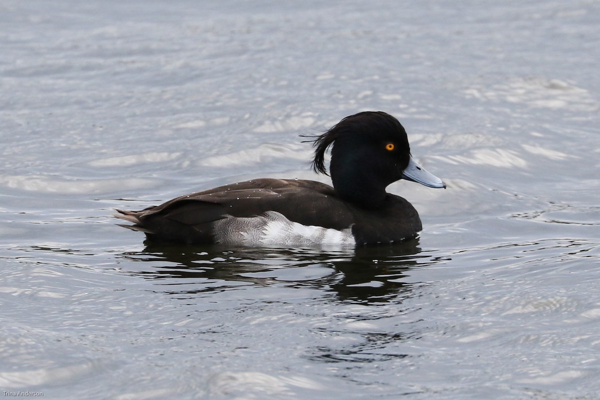 Tufted Duck - Trina Anderson