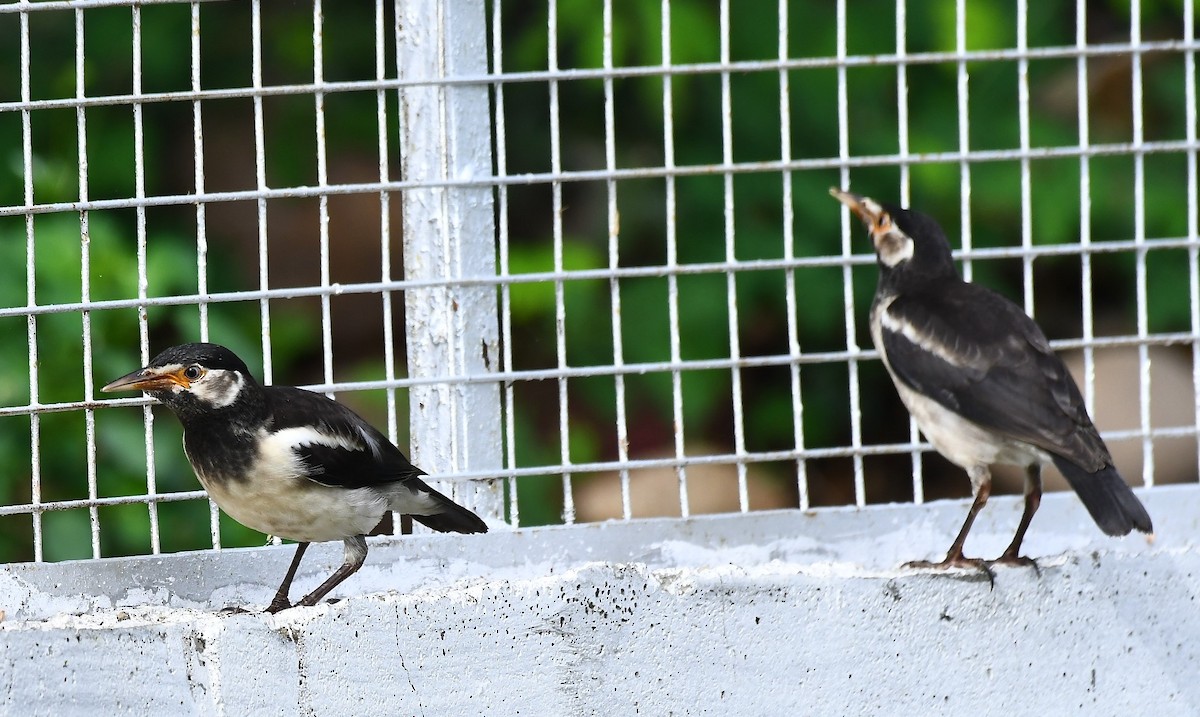 Indian Pied Starling - ML107662381