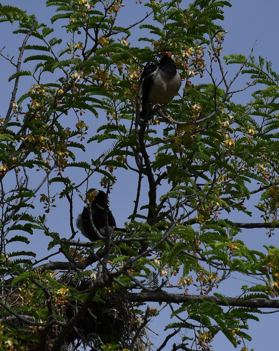 Indian Pied Starling - ML107662401