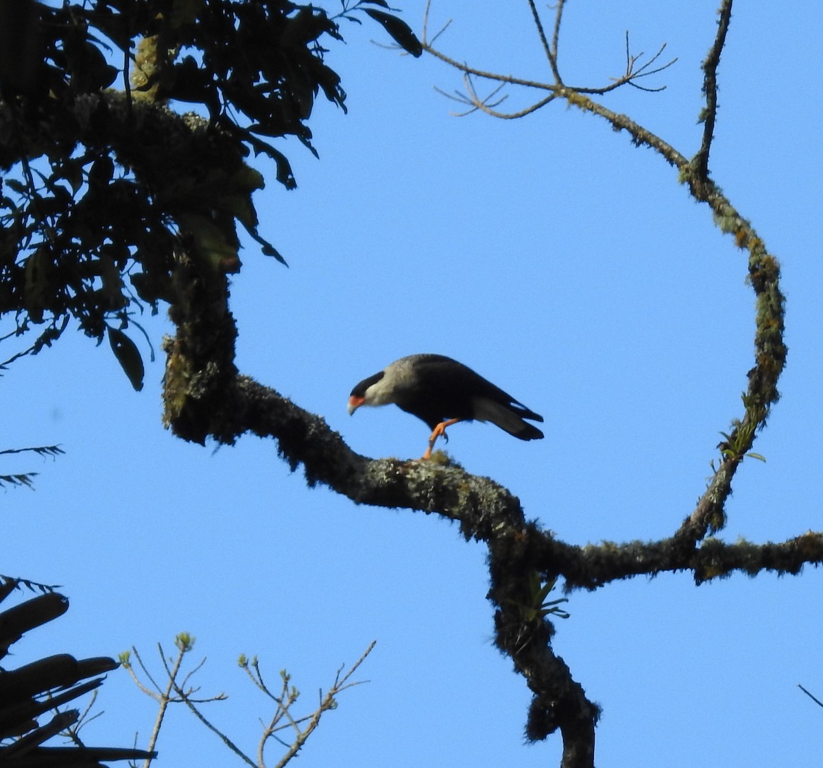 Crested Caracara (Southern) - ML107662731
