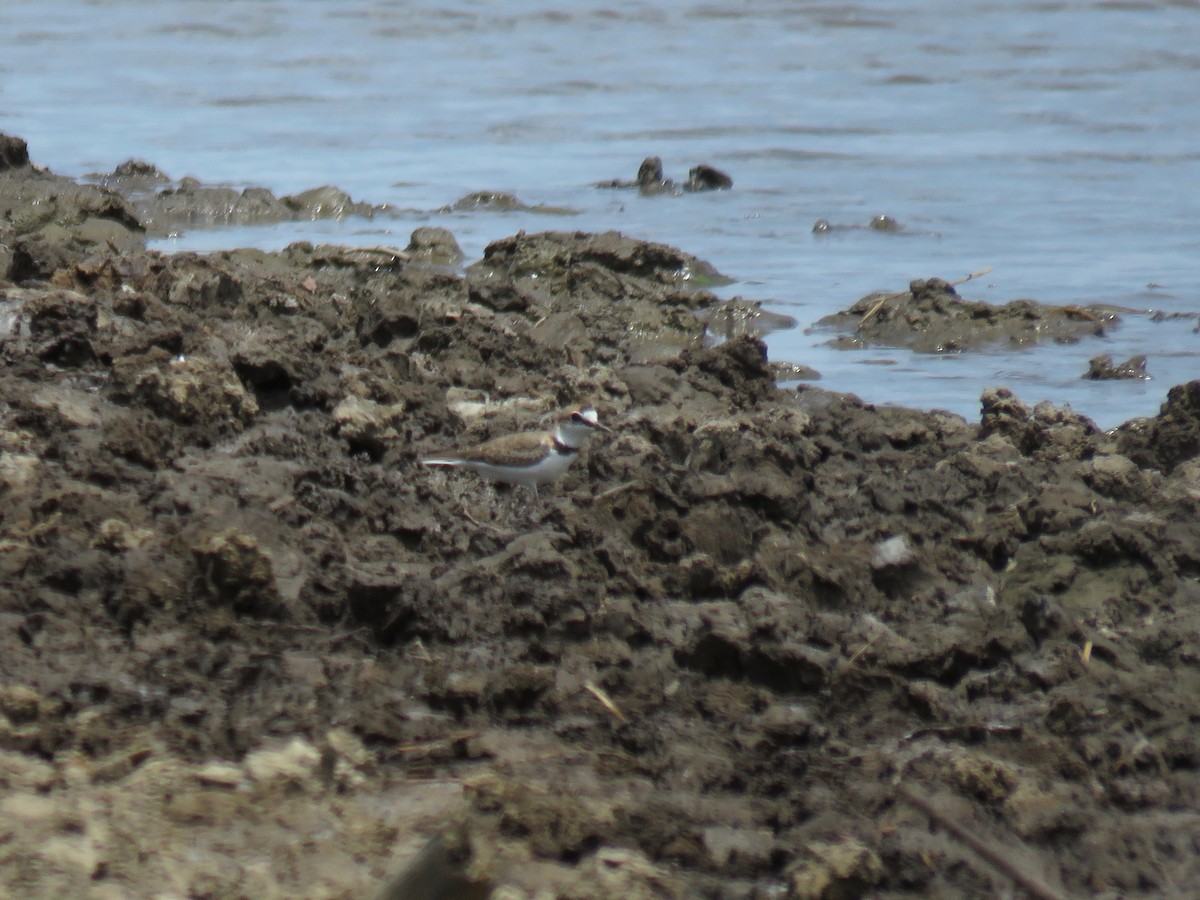 Collared Plover - ML107663231