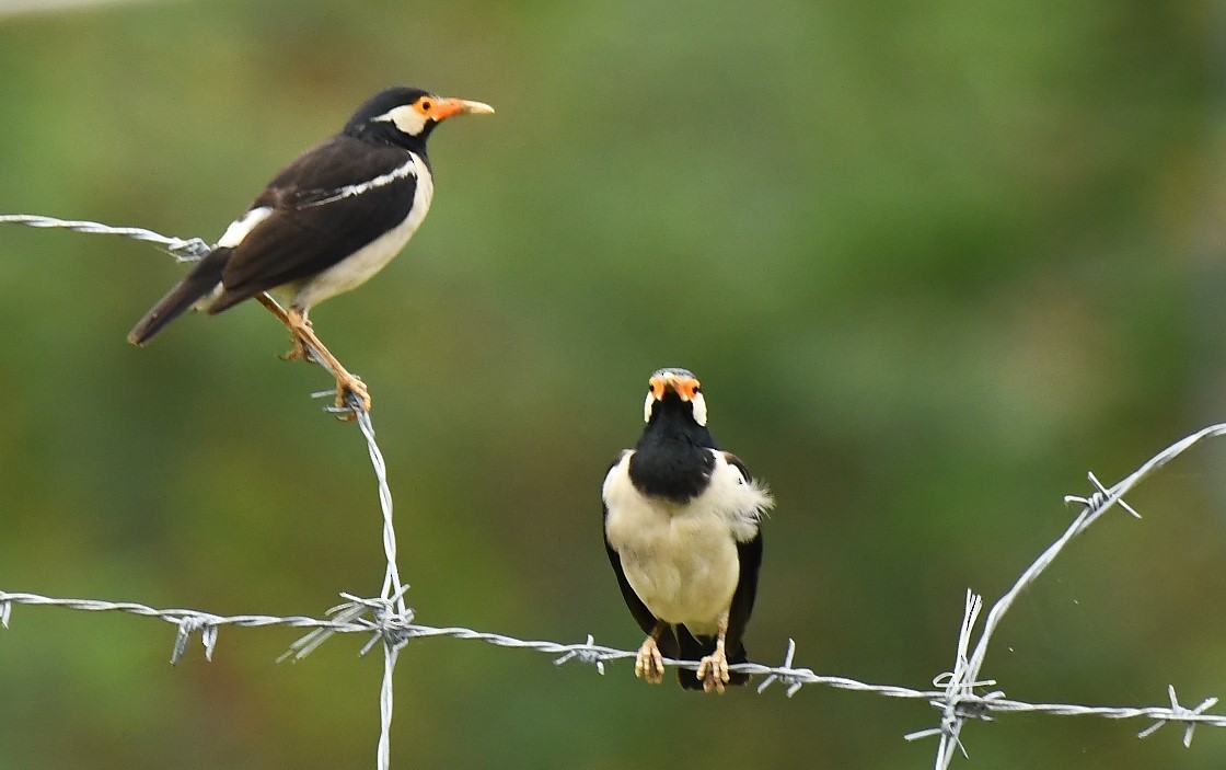 Indian Pied Starling - ML107664331
