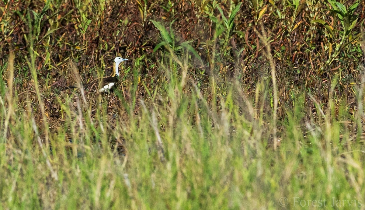Pheasant-tailed Jacana - Forest Botial-Jarvis