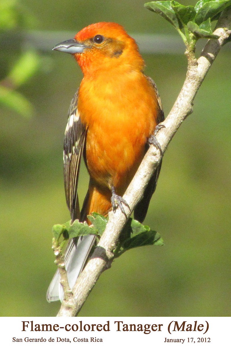 Flame-colored Tanager - William Parkin