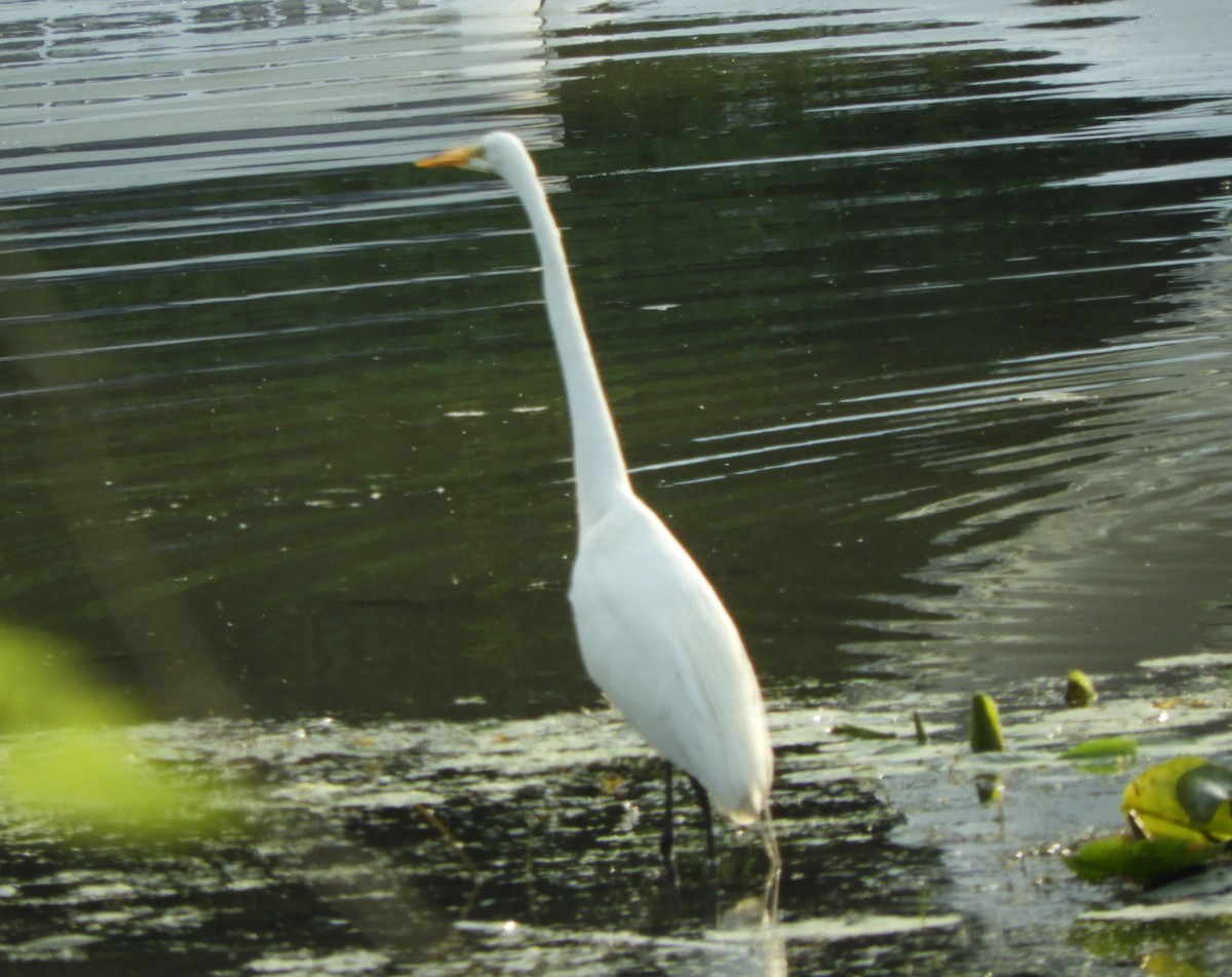 Great Egret - Clem Nilan