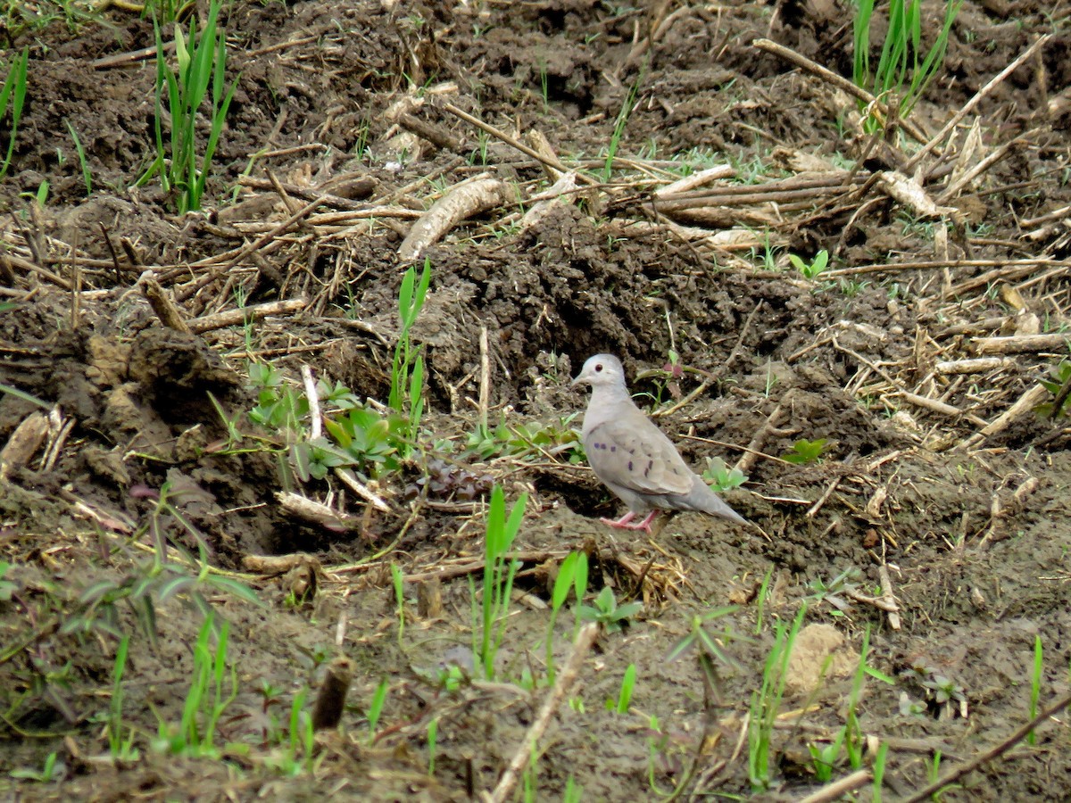 Plain-breasted Ground Dove - ML107667031