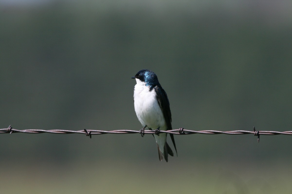 Tree Swallow - Mike & Angela Stahl