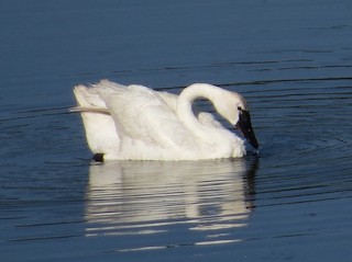 Tundra Swan, ML107670051