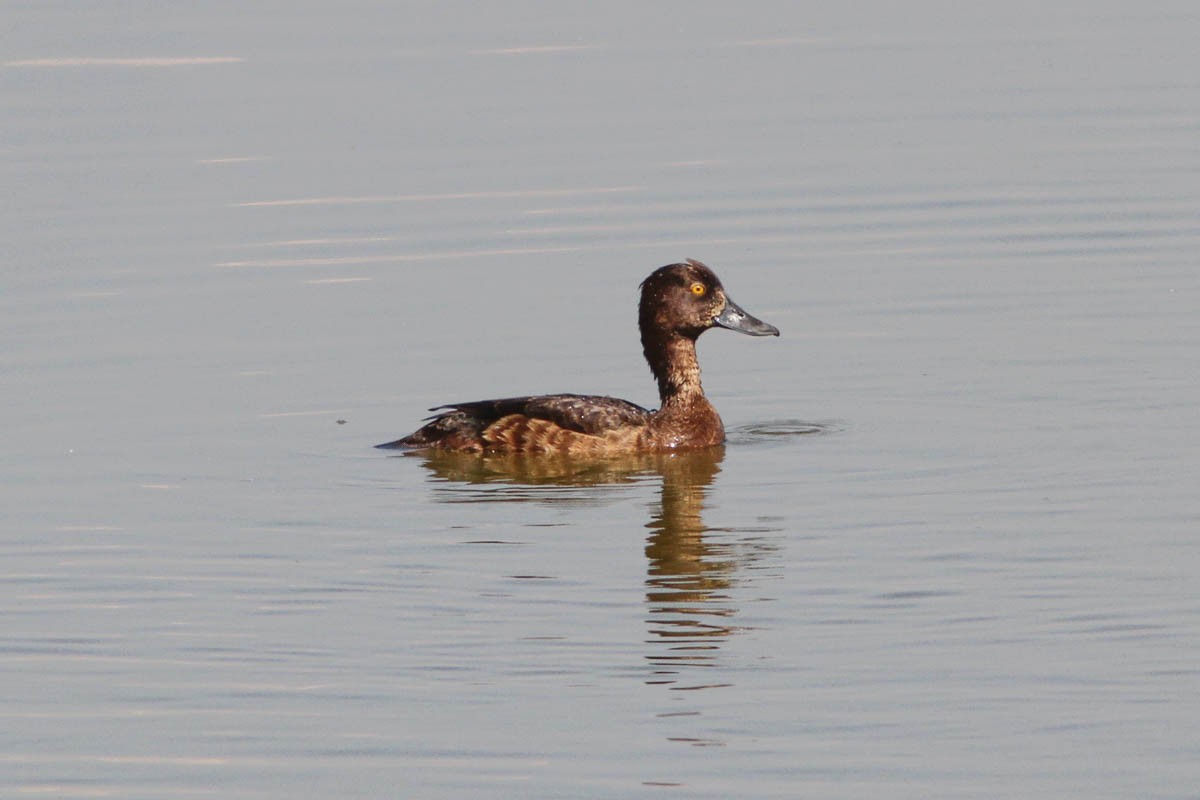 Tufted Duck - ML107670211