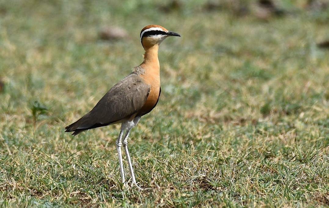 Indian Courser - ML107672751