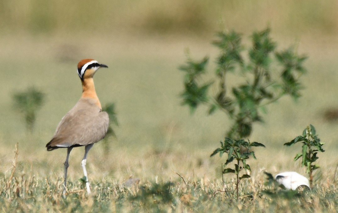 Indian Courser - ML107672761