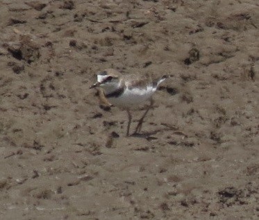 Collared Plover - ML107675511