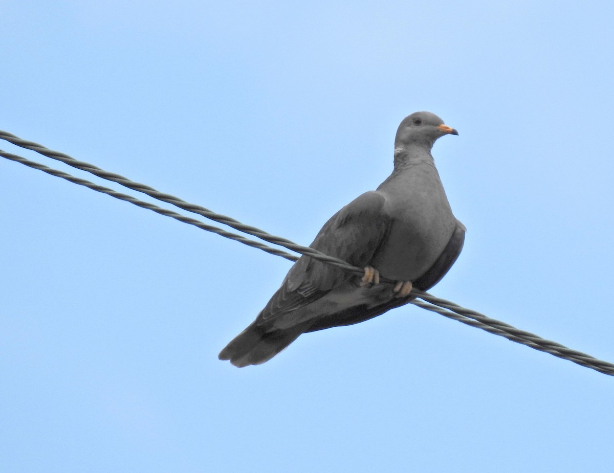 Band-tailed Pigeon - ML107677151