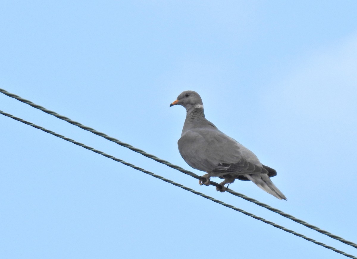 Band-tailed Pigeon - ML107677161