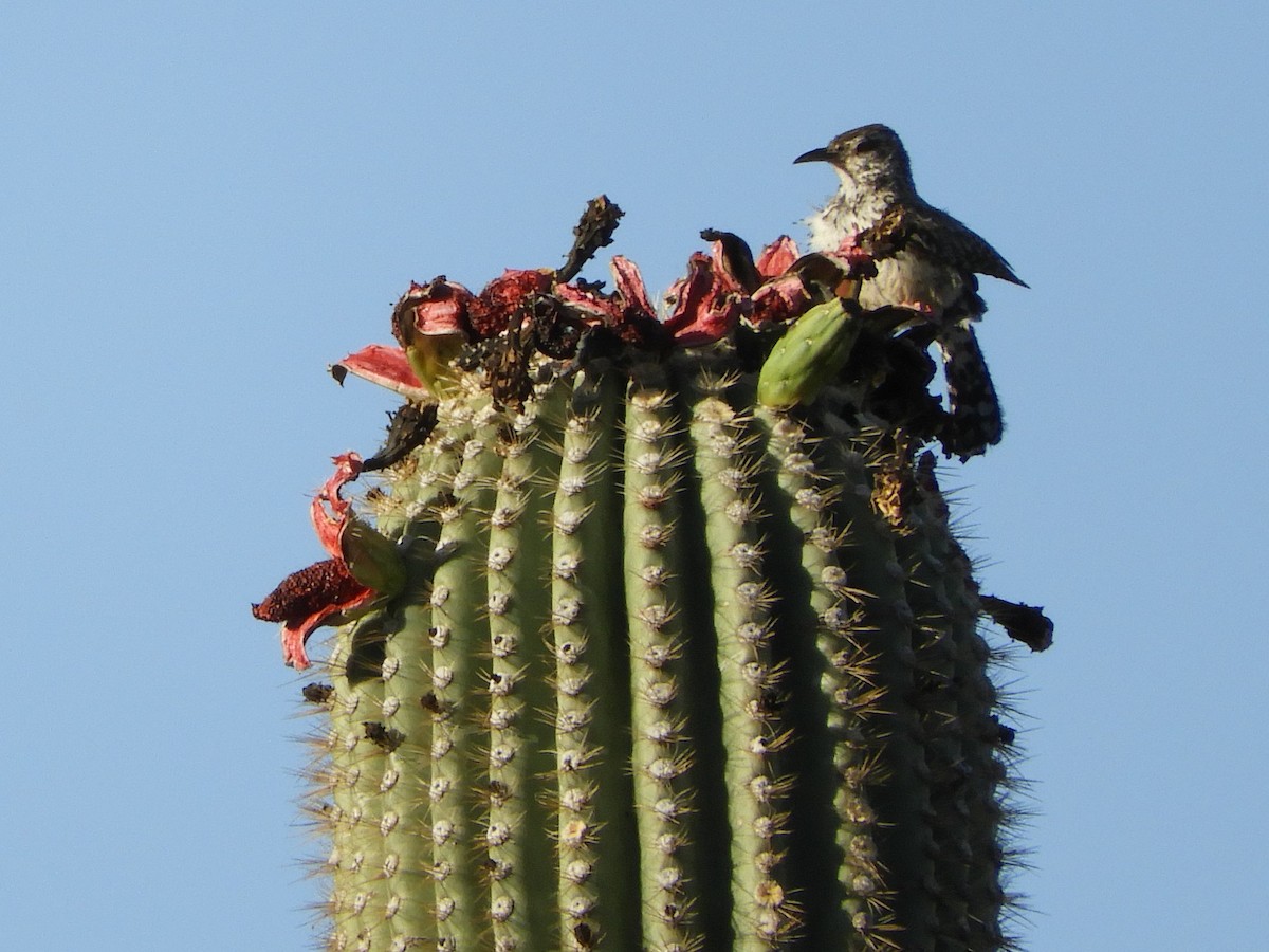 Cactus Wren - Peter Olsoy