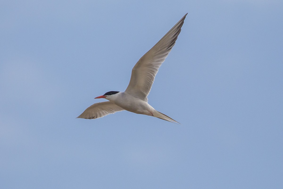 Common Tern - Mike Austin