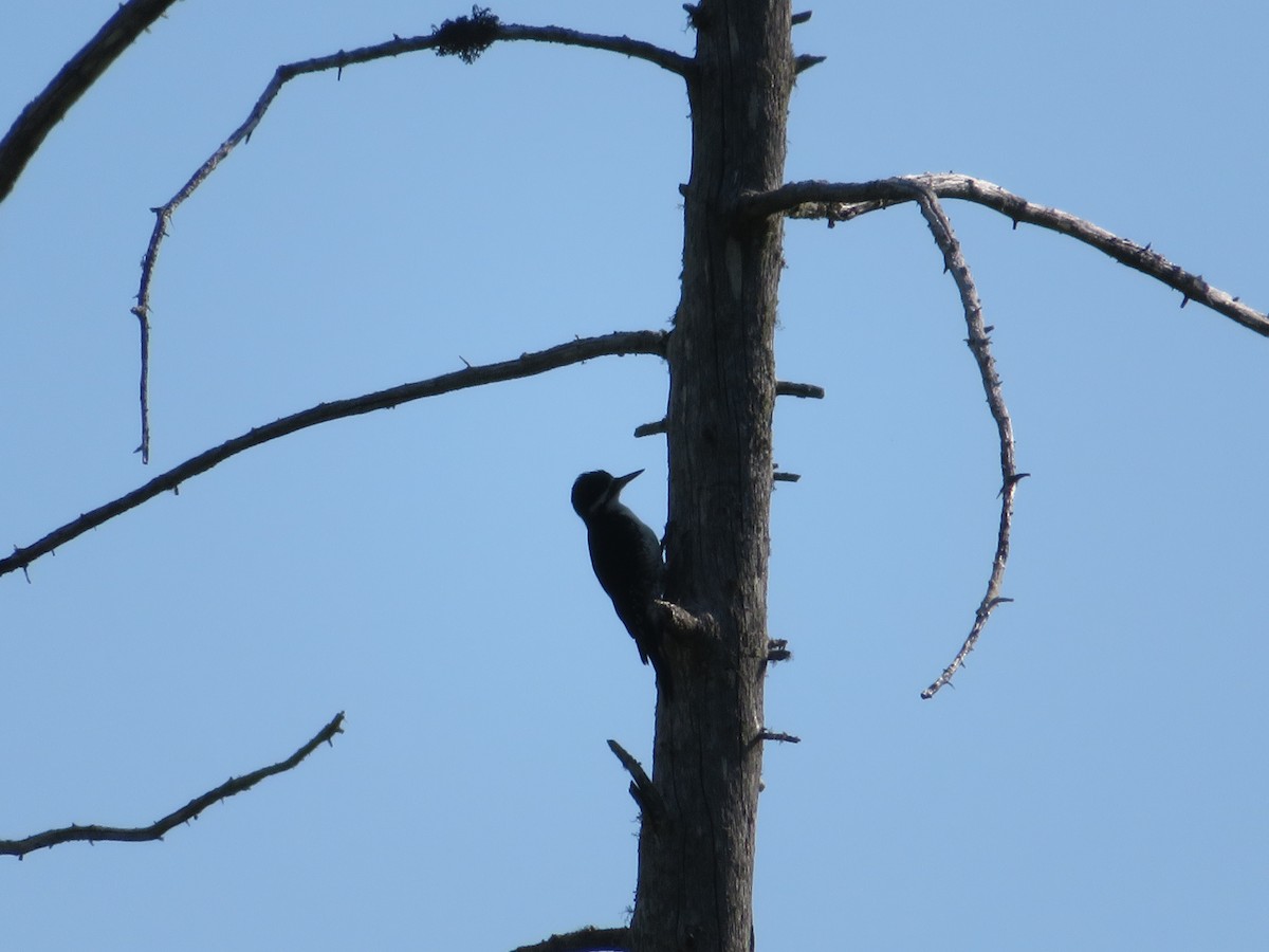 Black-backed Woodpecker - ML107680741
