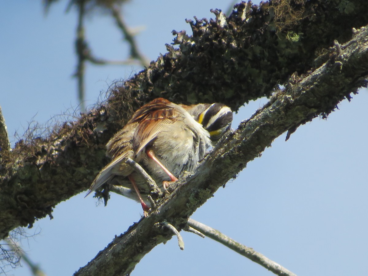 White-throated Sparrow - ML107680941