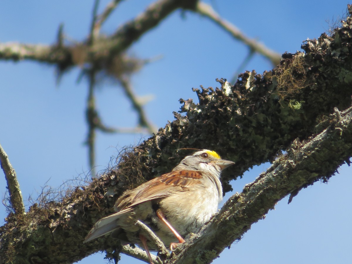 White-throated Sparrow - karl  schmidt
